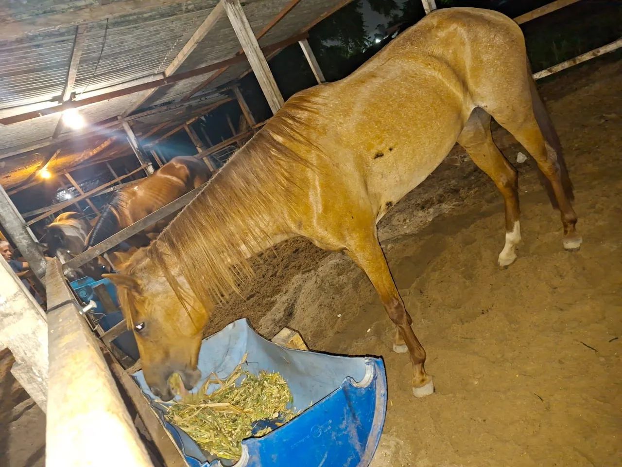 Égua baixeira. - Foto 3