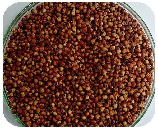 Sorgo em grão ensacado 40 kgs