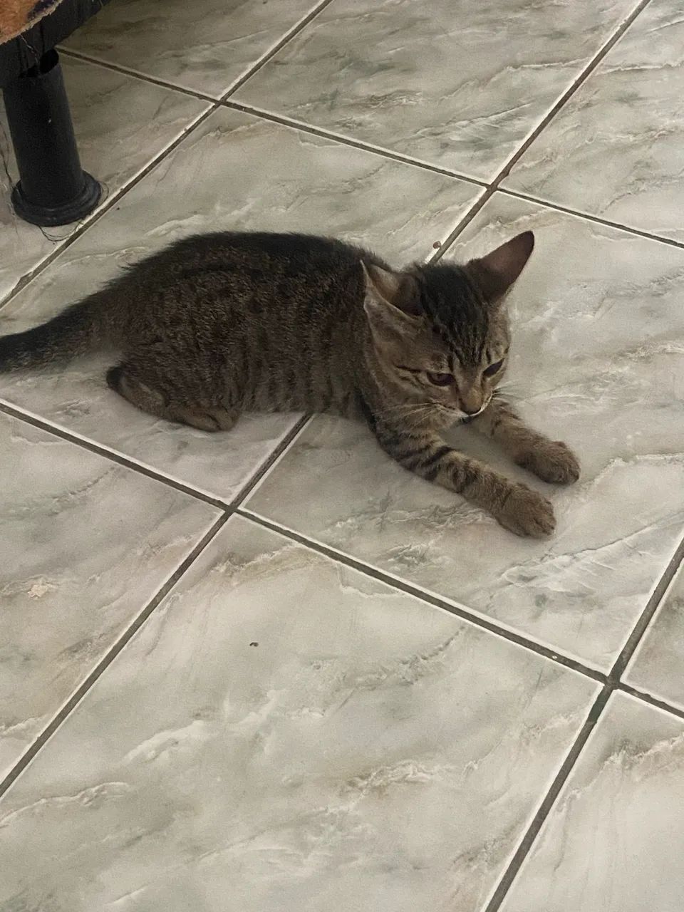 Gato - Foto 2