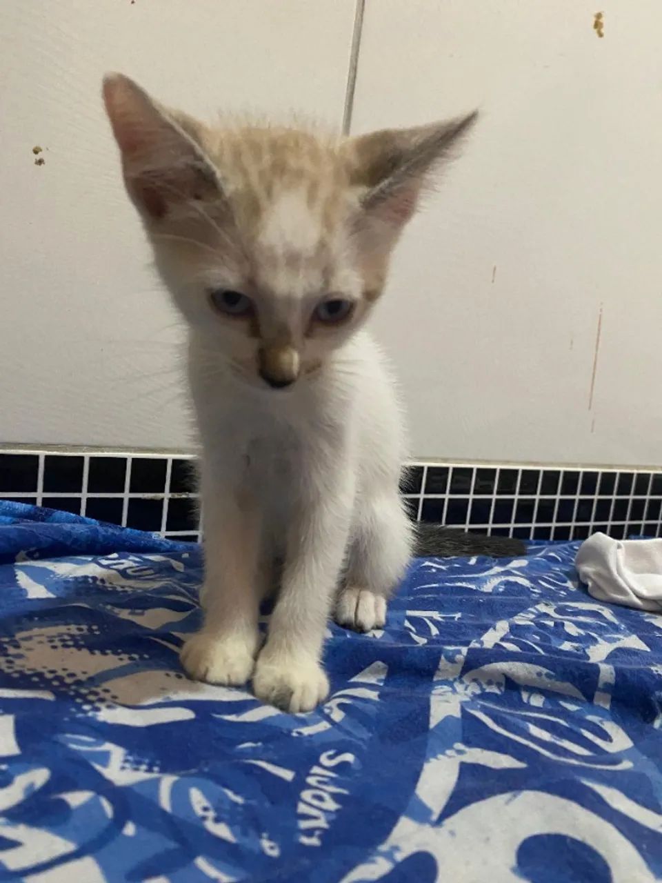 Gato - Foto 4