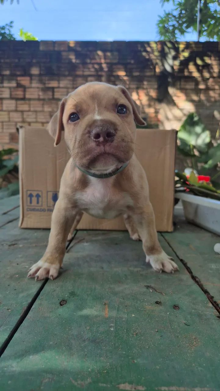 Filhotes de Pitbull  - Foto 5