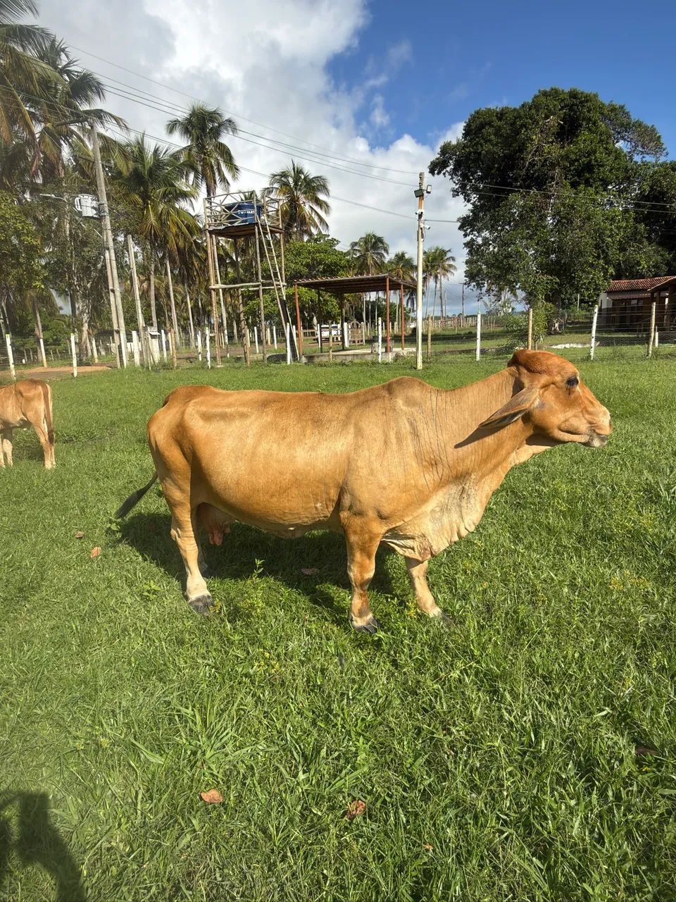 Mini vaca e mini boi -  dóceis! 