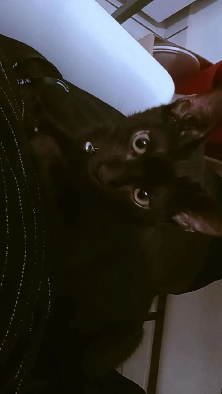 Doação responsável gatinho macho  - Foto 2