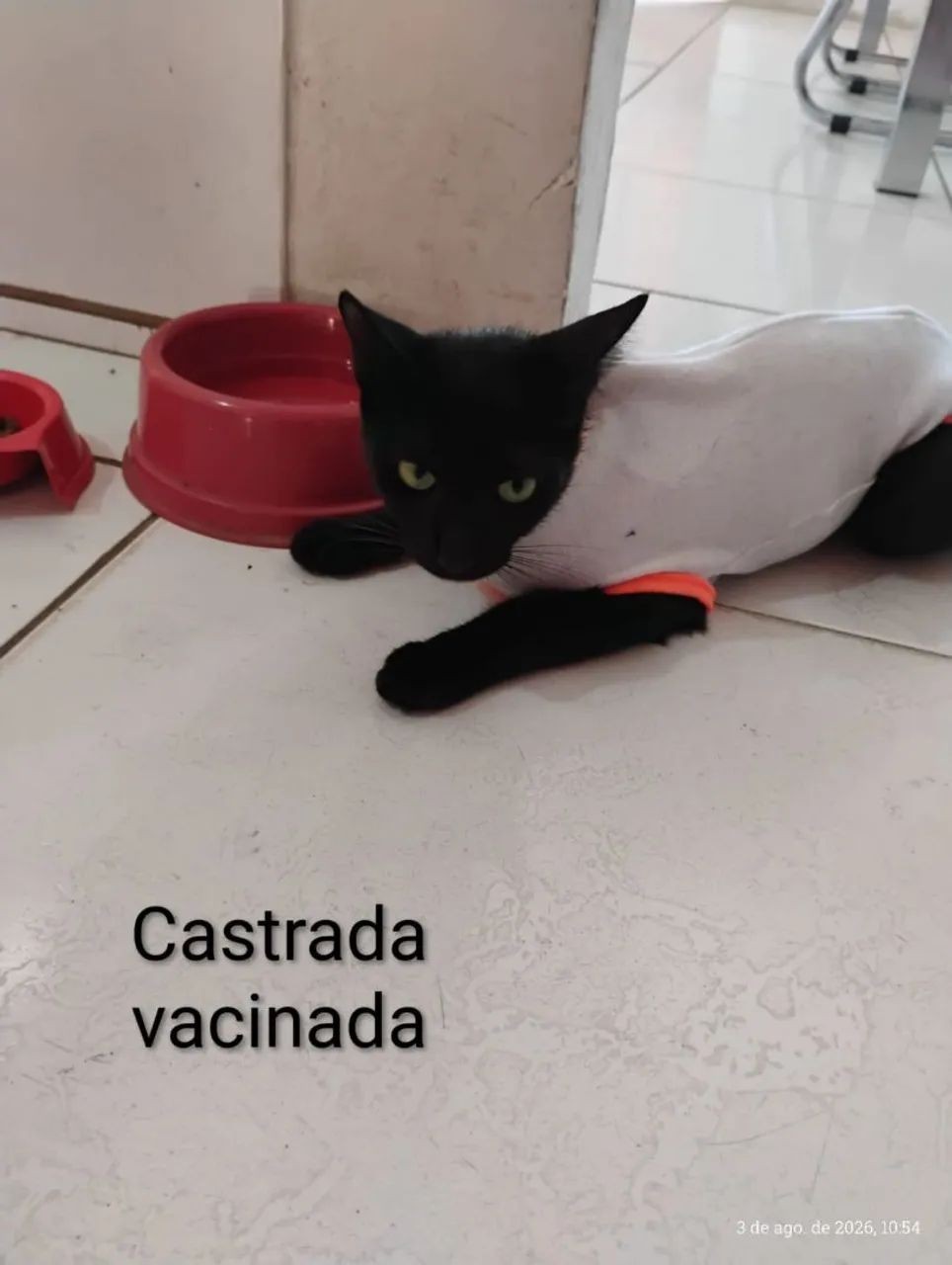 Gata mansa e castrada - Foto 4