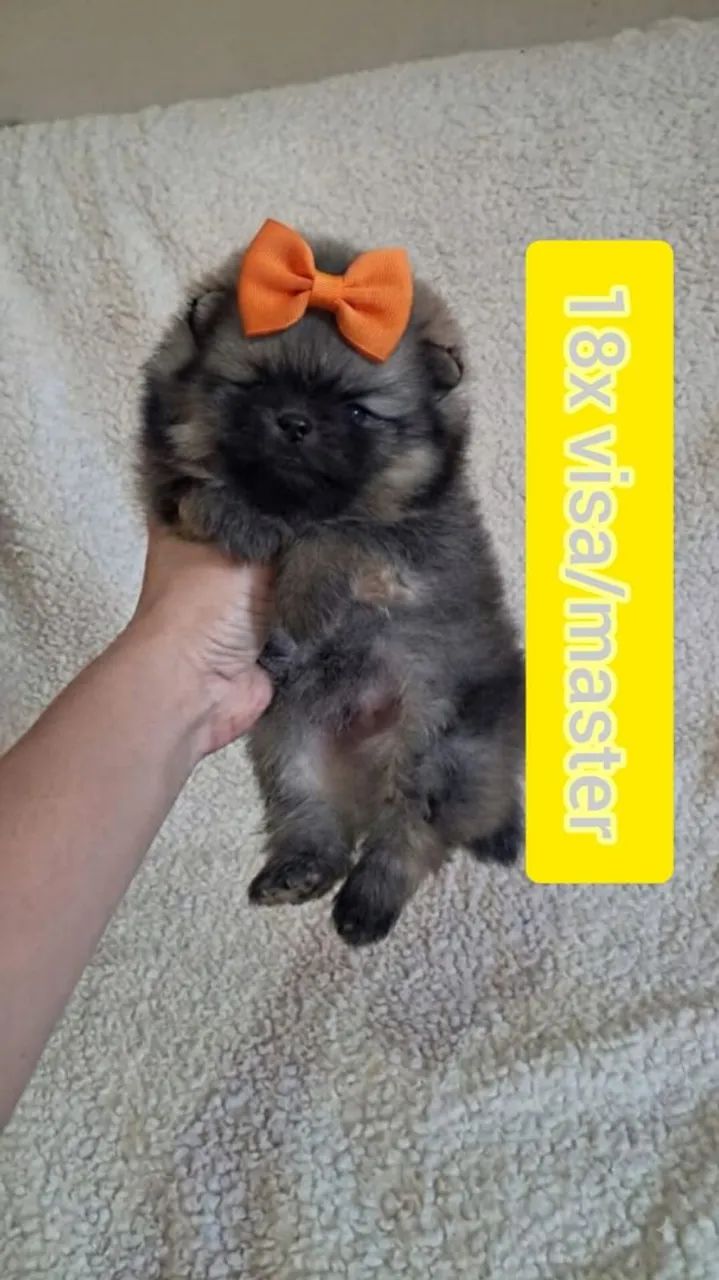MACHO SPITZ 