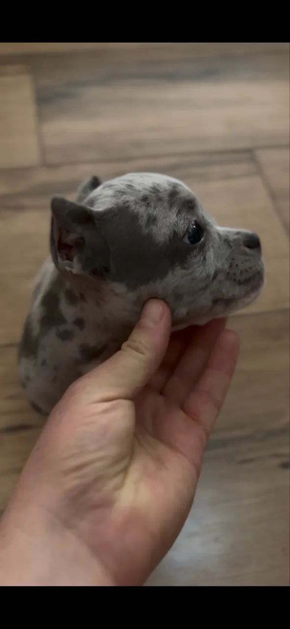 American bully 