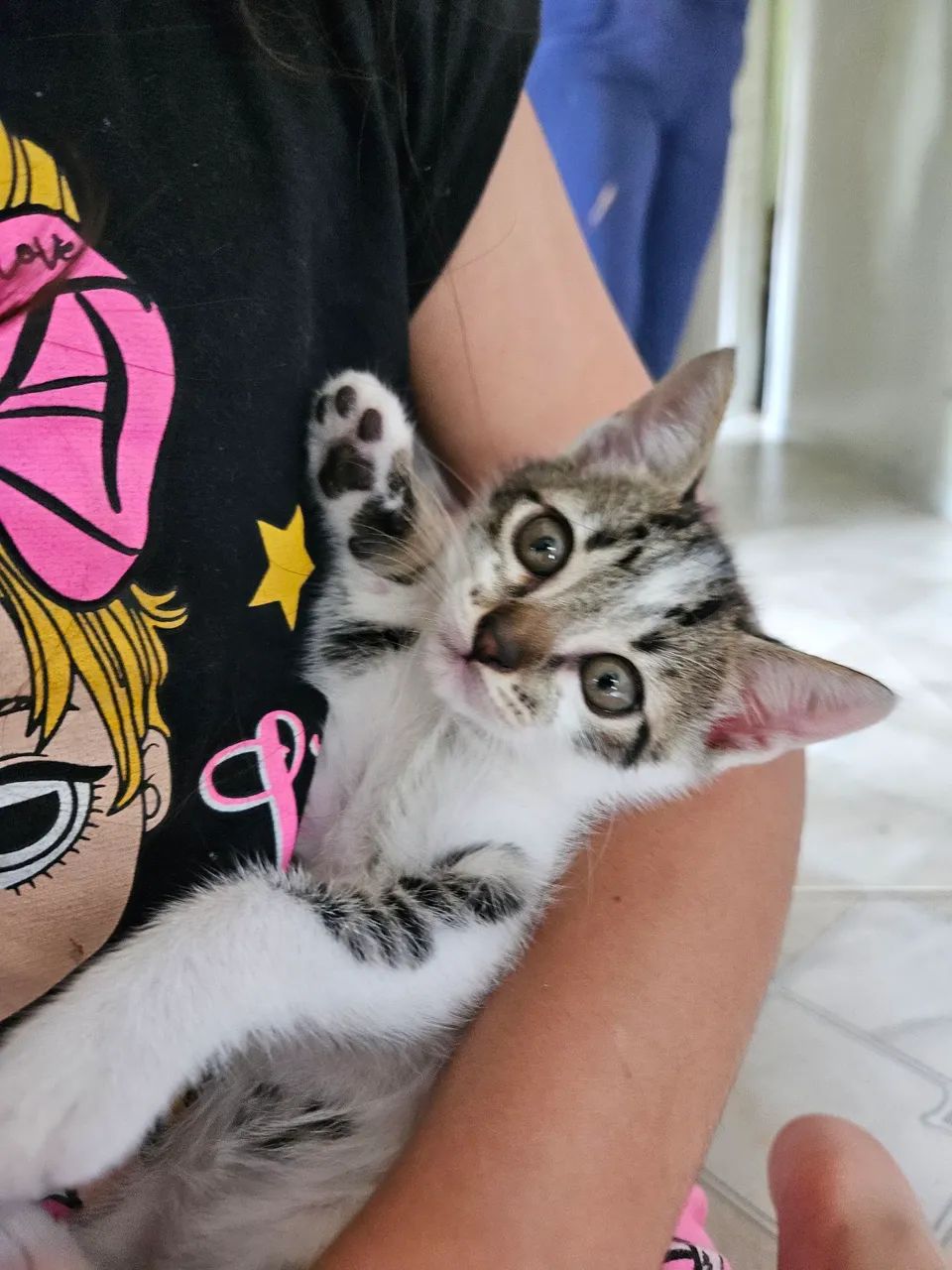 Doação de gatinhos  - Foto 6