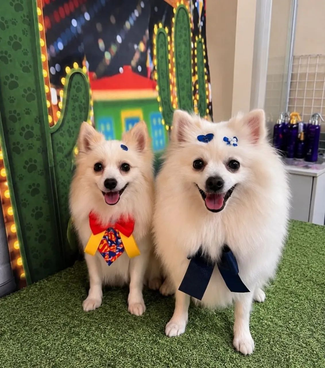 Spitz alemão lindas - Foto 5
