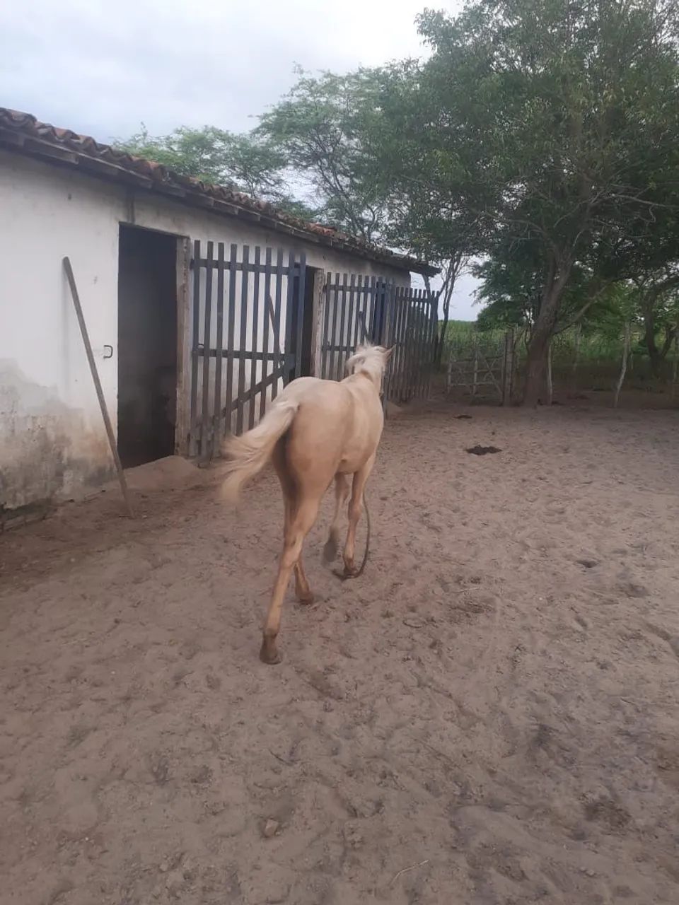 Potra Pura - Para tirar Papel  - Foto 4