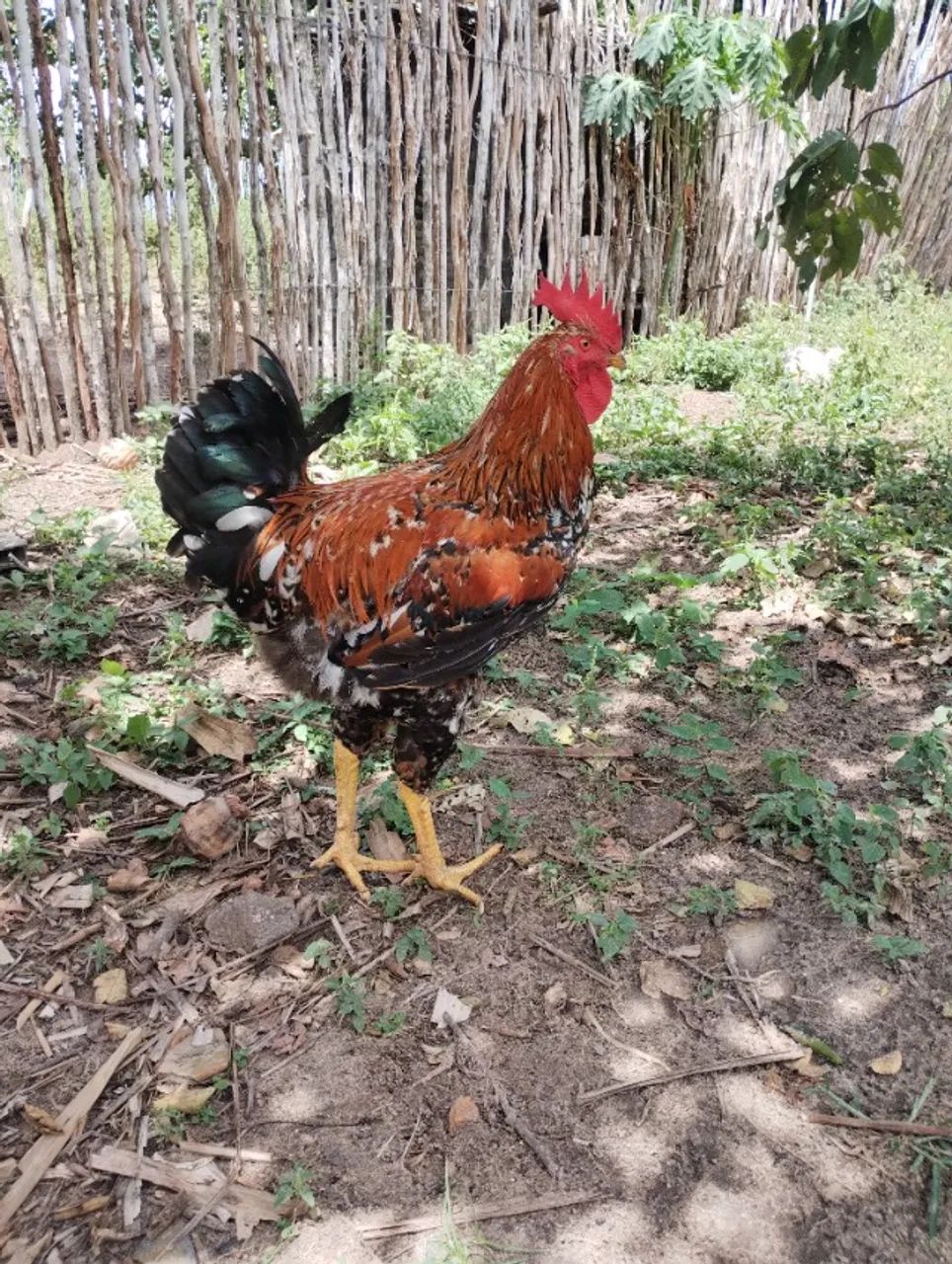 Frango GSB  - Foto 5