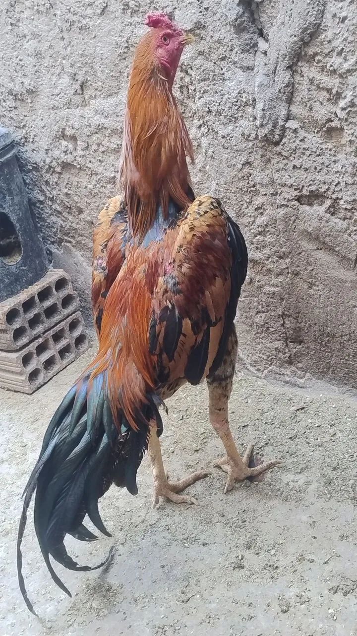 Frango índio  - Foto 3