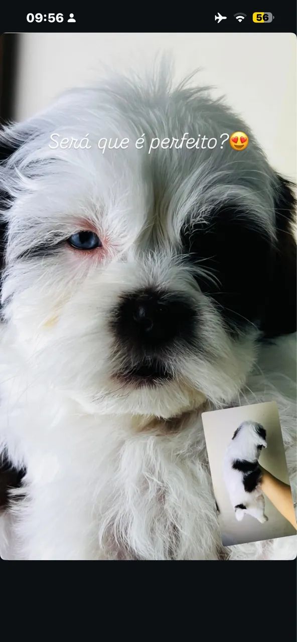 Shihtzu 