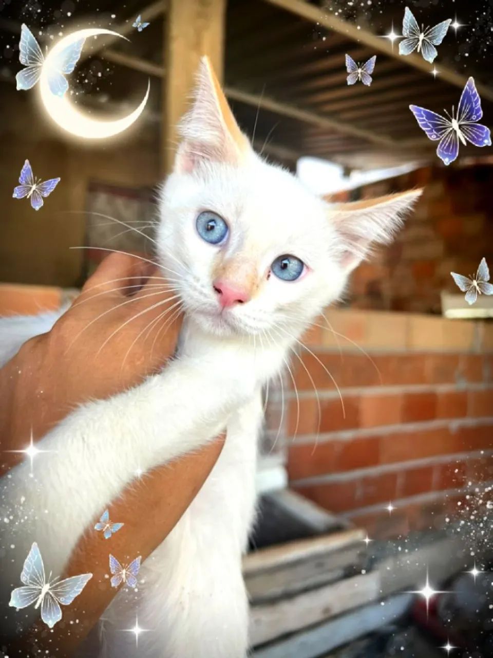 Gato branco siamês  - Foto 4