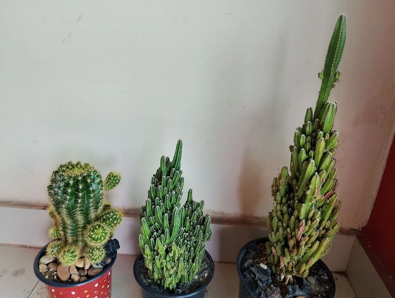 Plantas