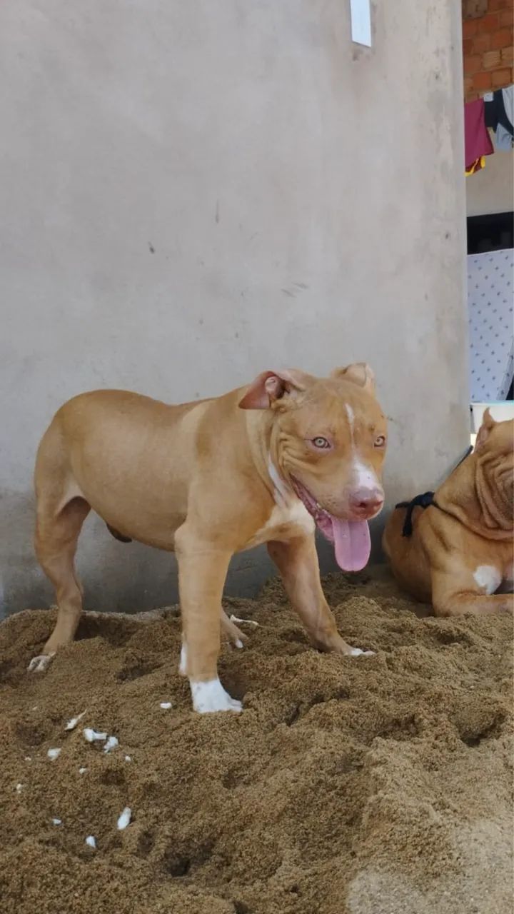 Vendo ou troco em pitmonster fêmea  - Foto 2