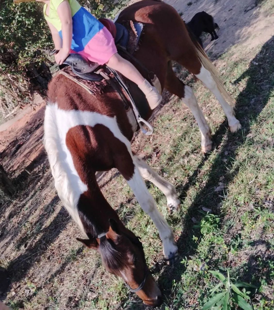 Egua pampa - Foto 2