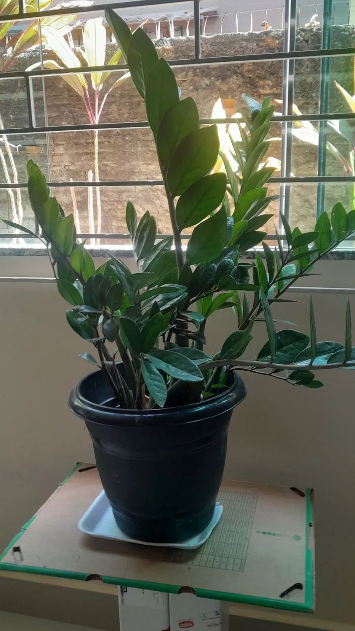 Zamioculca  - Foto 2