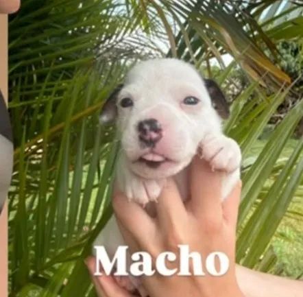 Jack Russel  - Foto 2