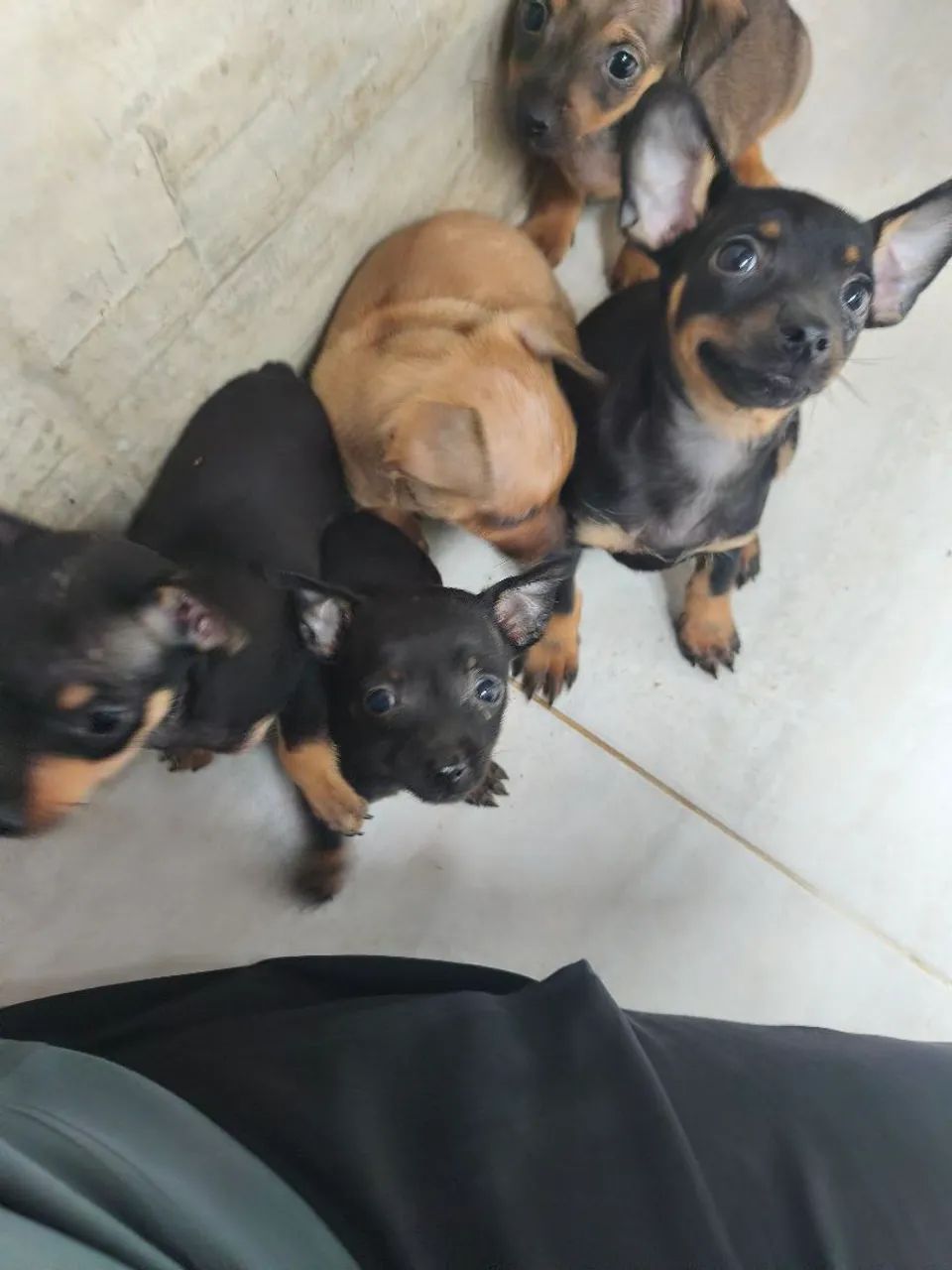 Miniatura Pinscher  - Foto 2