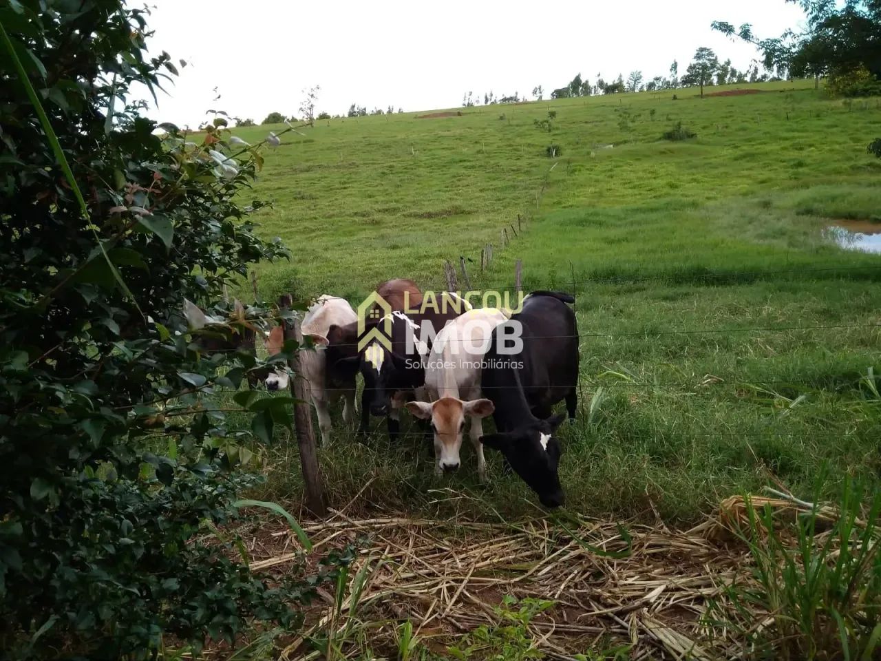 Chácara à venda, Perola, Pérola, PR - Foto 4