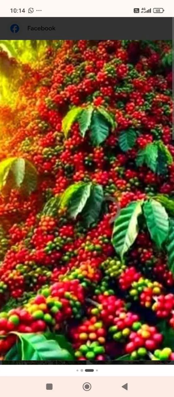Fazenda potencial produção de café ....Minas Gerais !! - Foto 3
