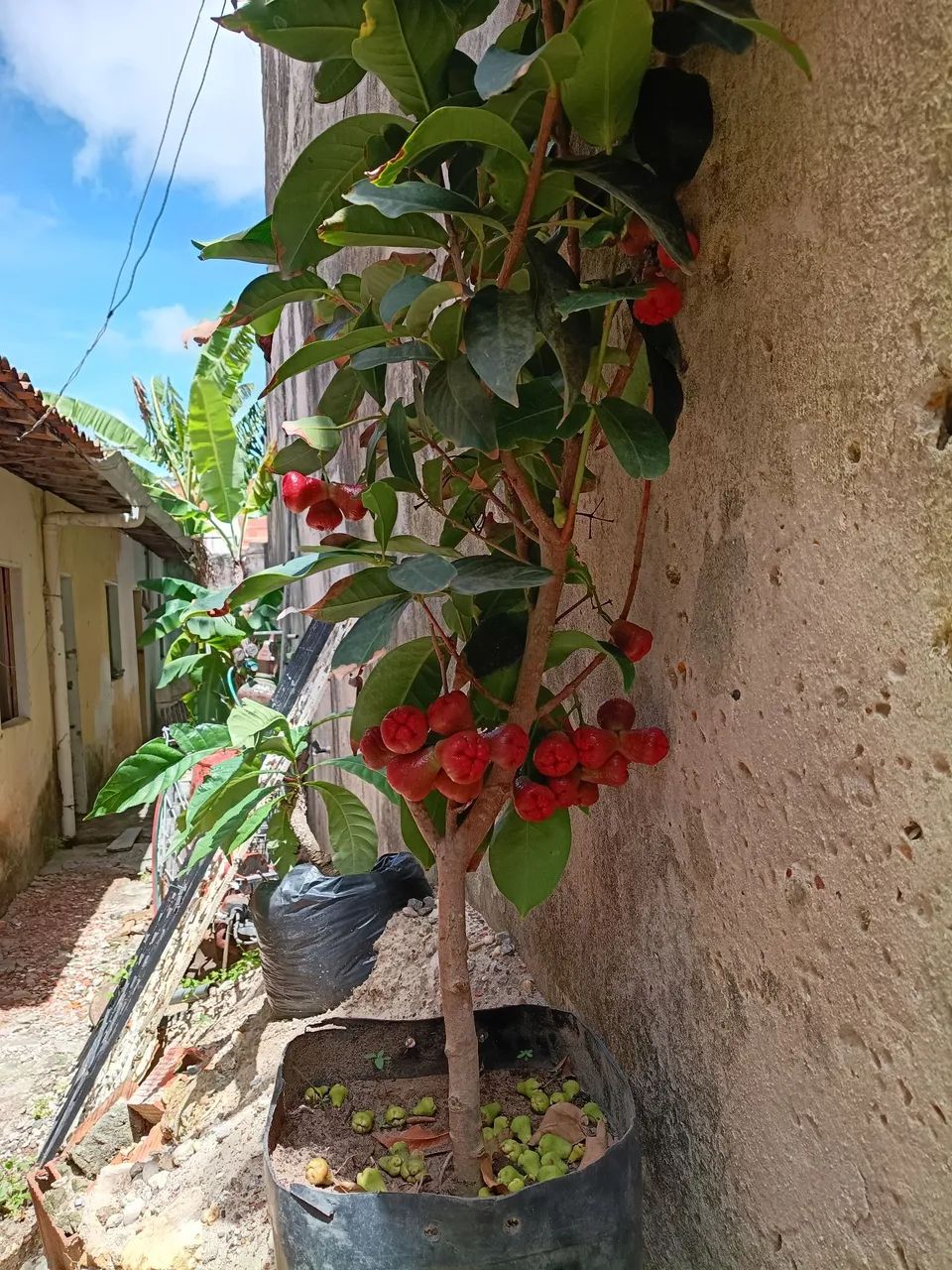 Lindas mudas enxertadas altamente produtiva - Foto 5