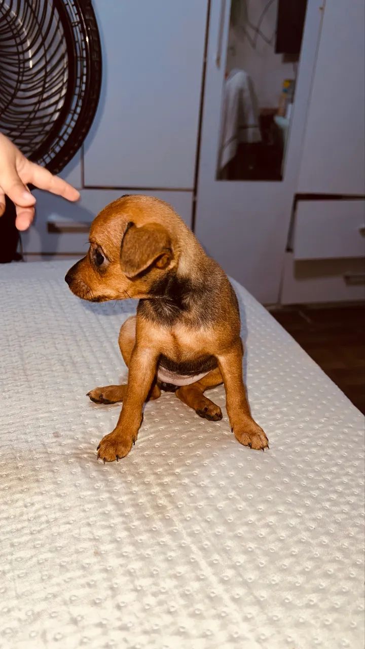 Venda de cachorro  - Foto 4