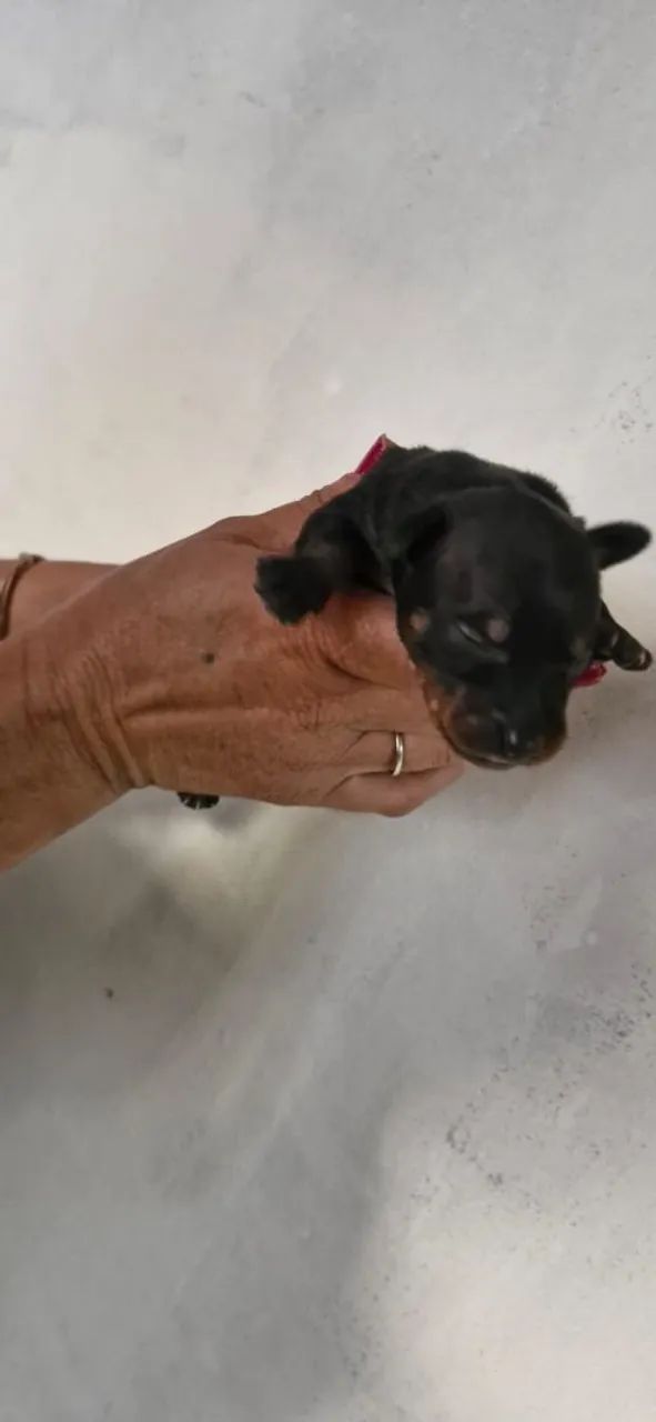Filhotes pinscher  - Foto 2
