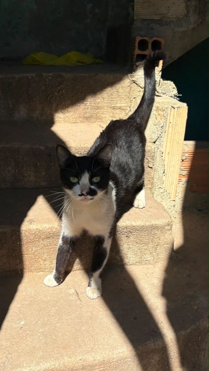Doação gato - Foto 2