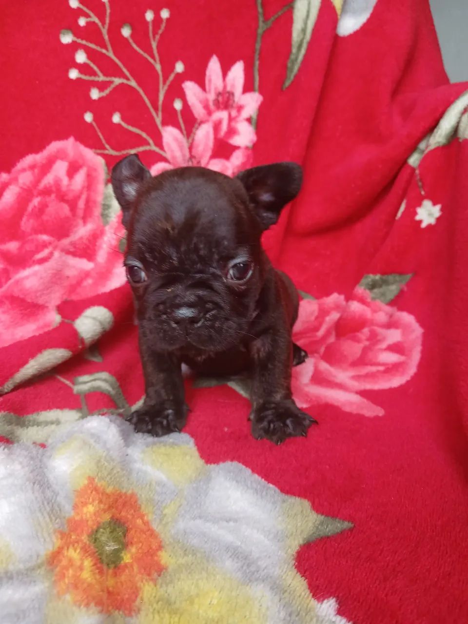 Buldogue francês  - Foto 2
