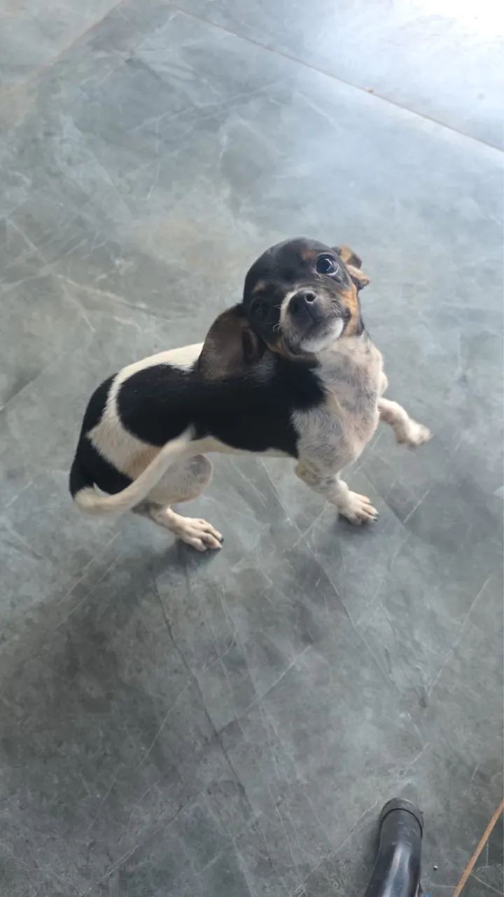 Pinscher  1  - Foto 4