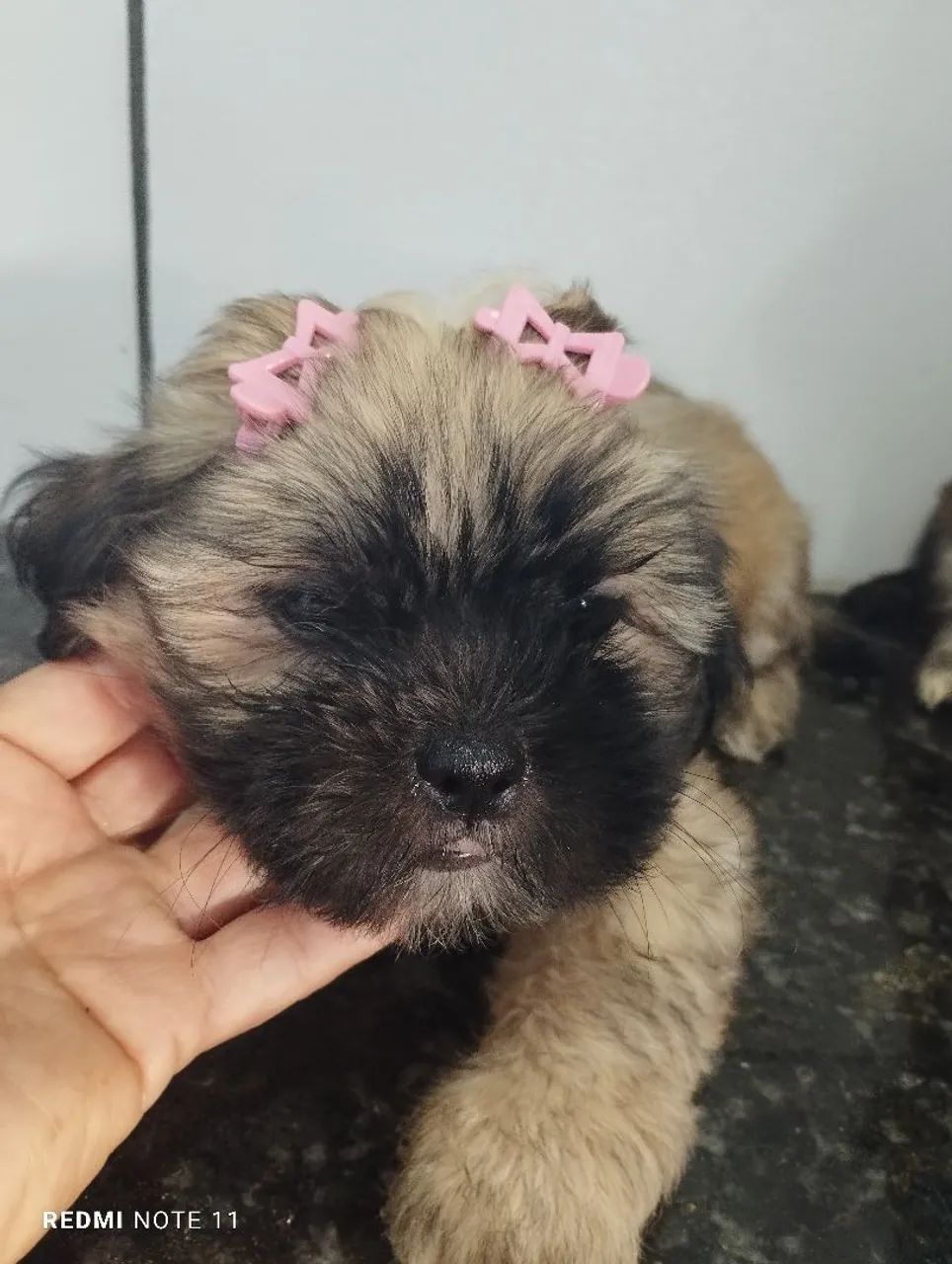 Cachorra  - Foto 2