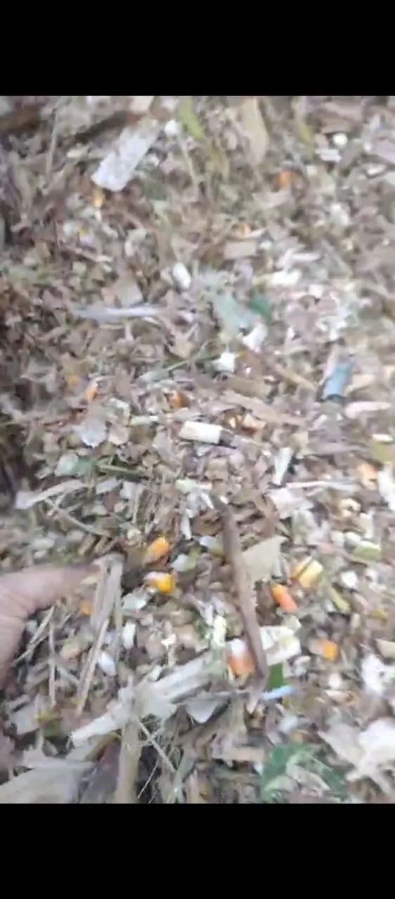 Silagem de milho com espiga em Recife 