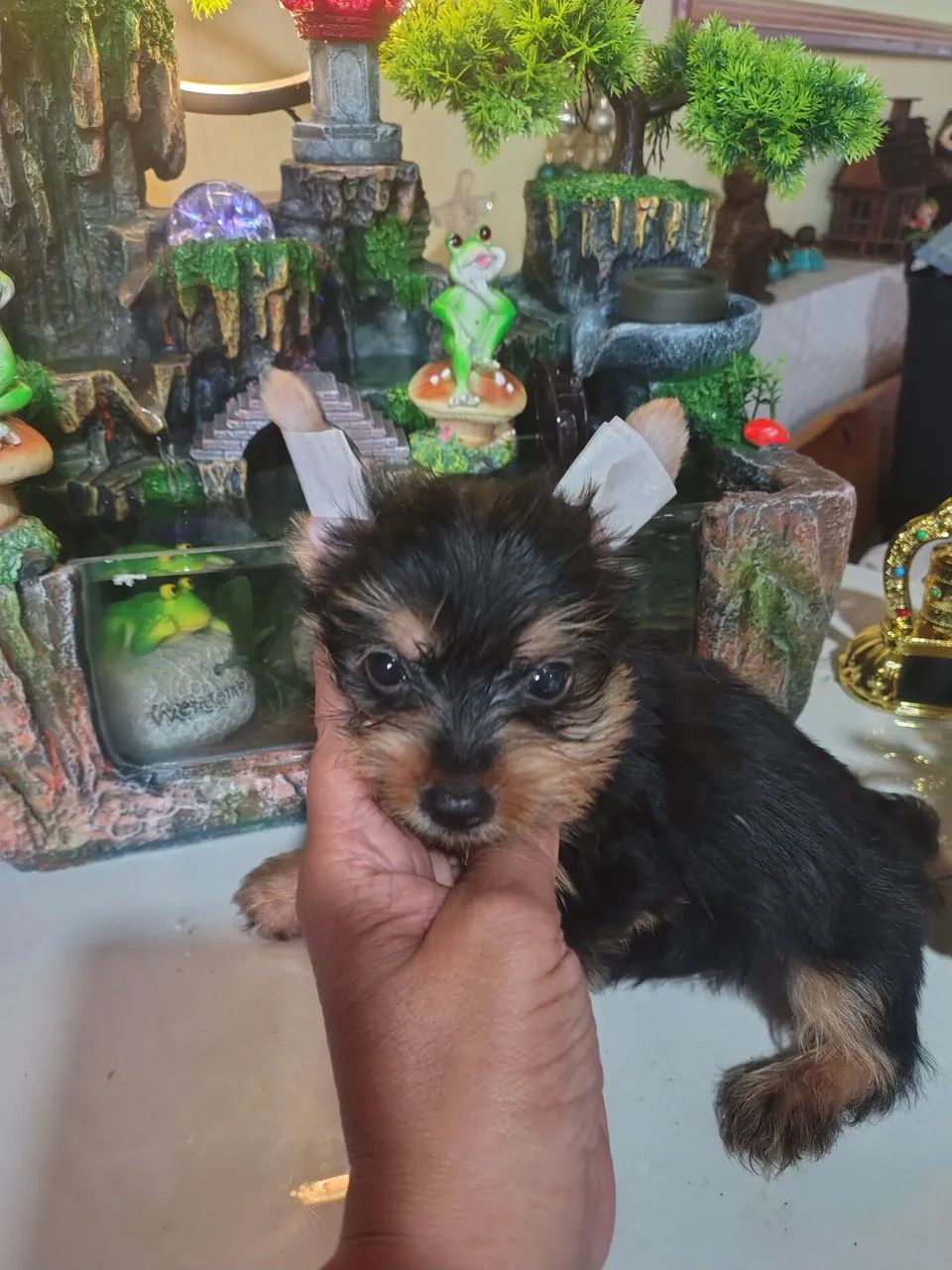 Machinho de York com 3 mês 
