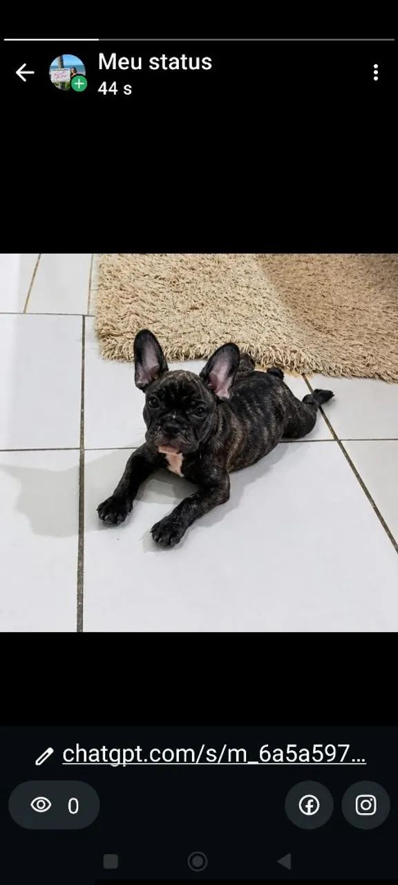 Buldog francês 