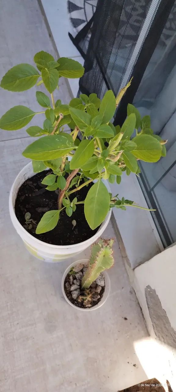 Manjericão + cacto  - Foto 3