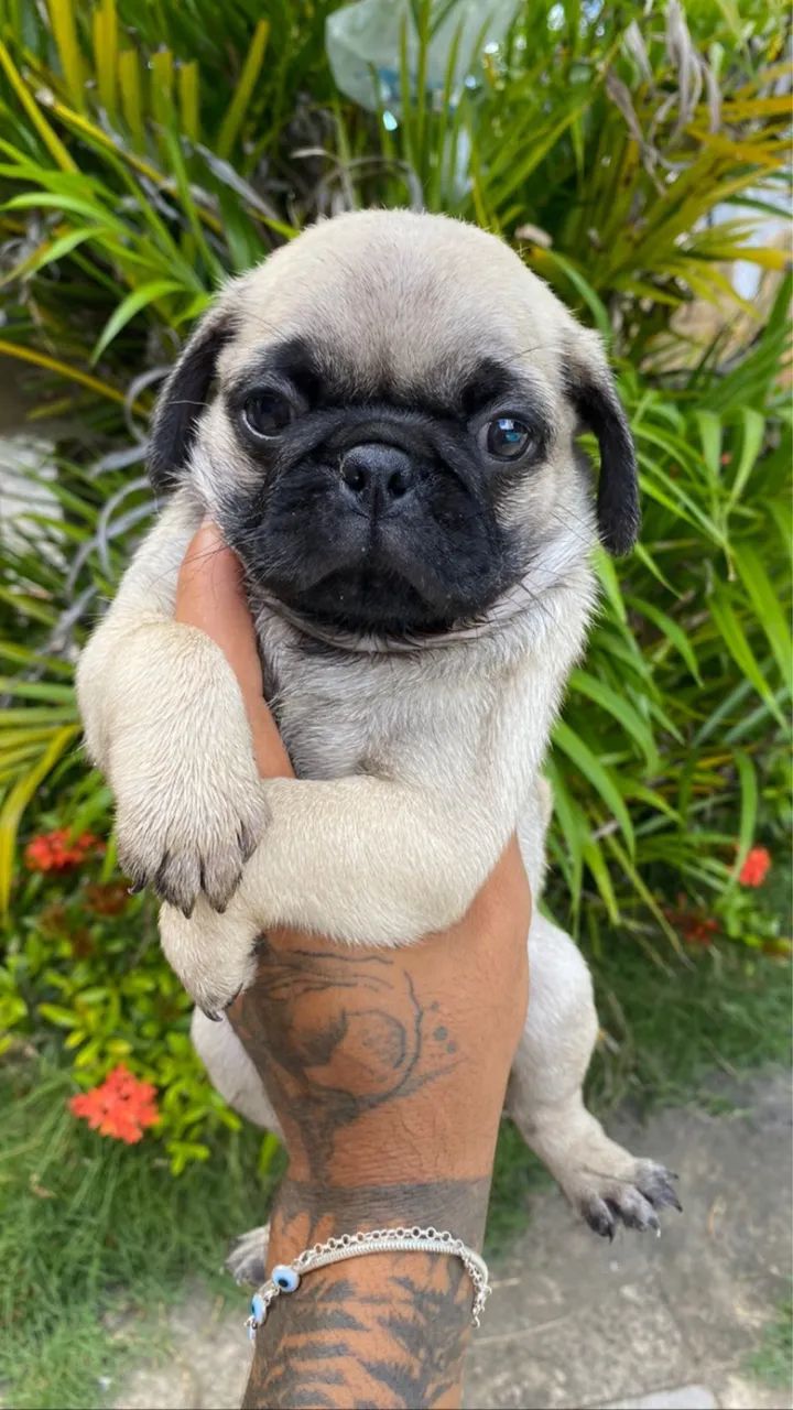 Pug  - Foto 3