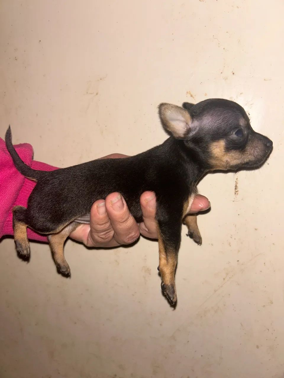 Pinscher Zero - Foto 3