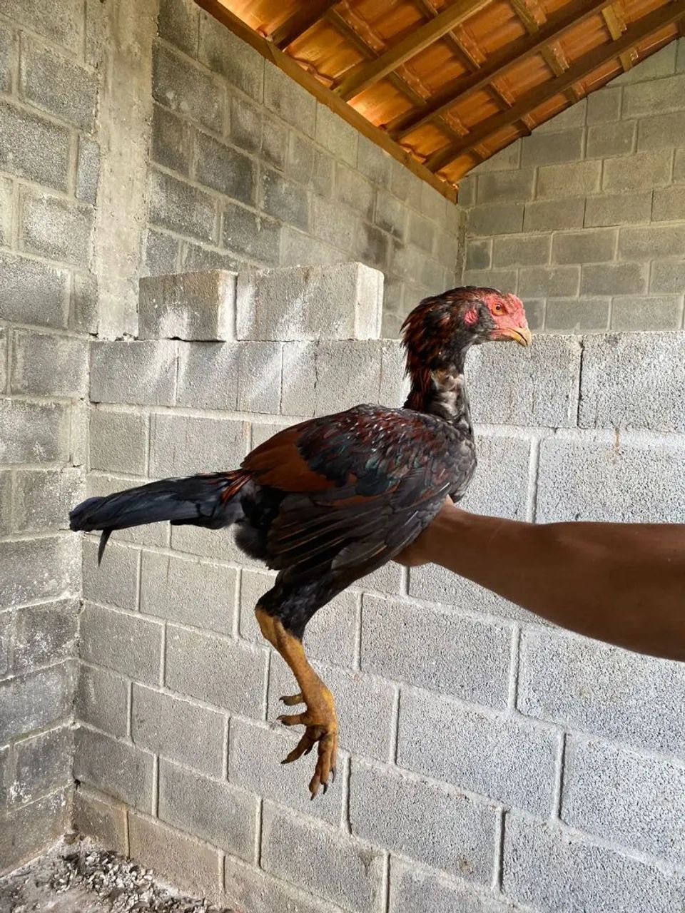 Vendo frango índio  - Foto 2