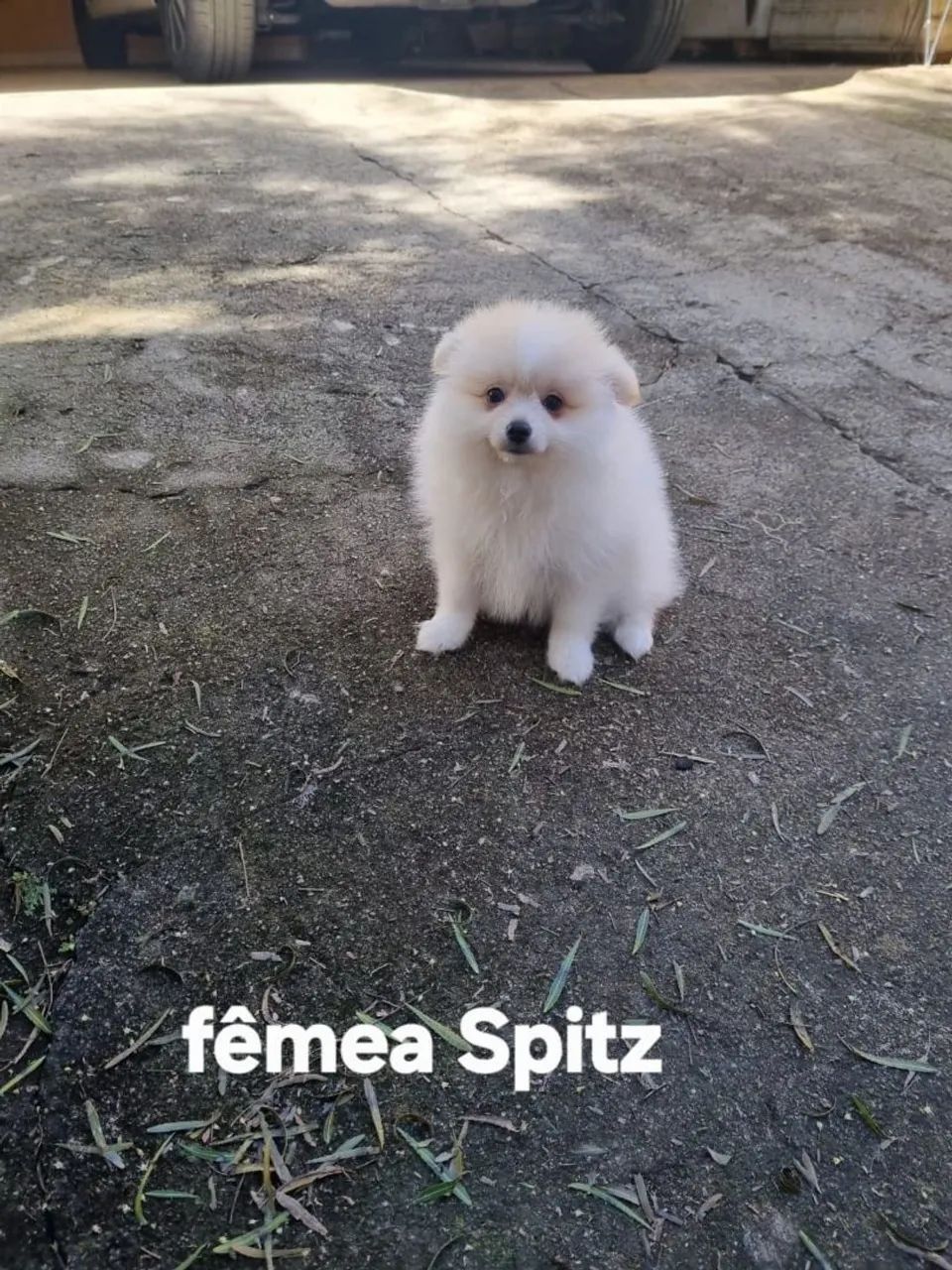 Spitz alemão  - Foto 4