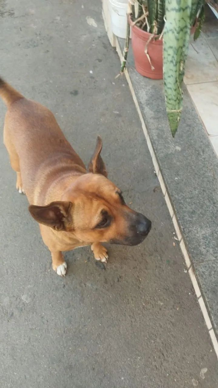 Doação responsável  - Foto 4