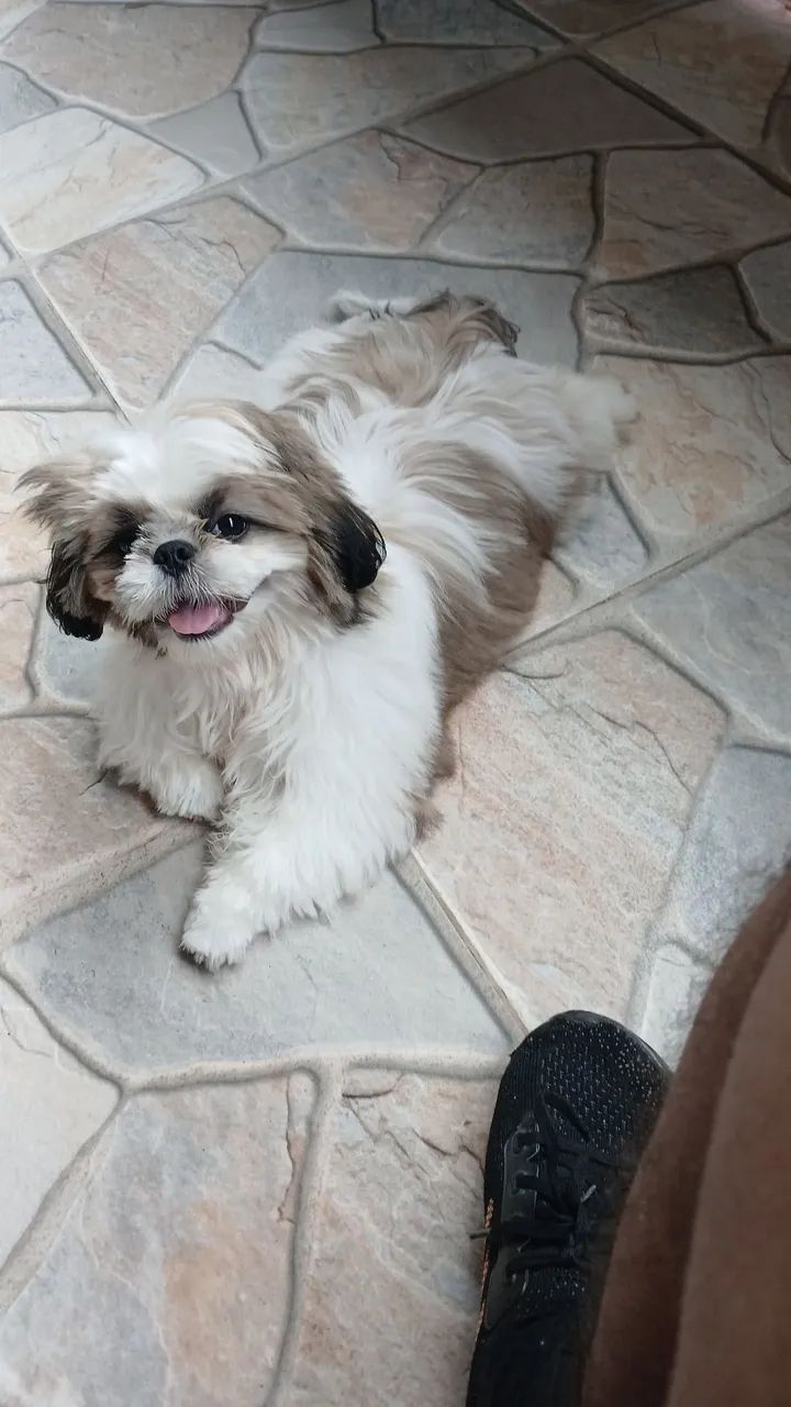 Cachorro shih tzu - Foto 3