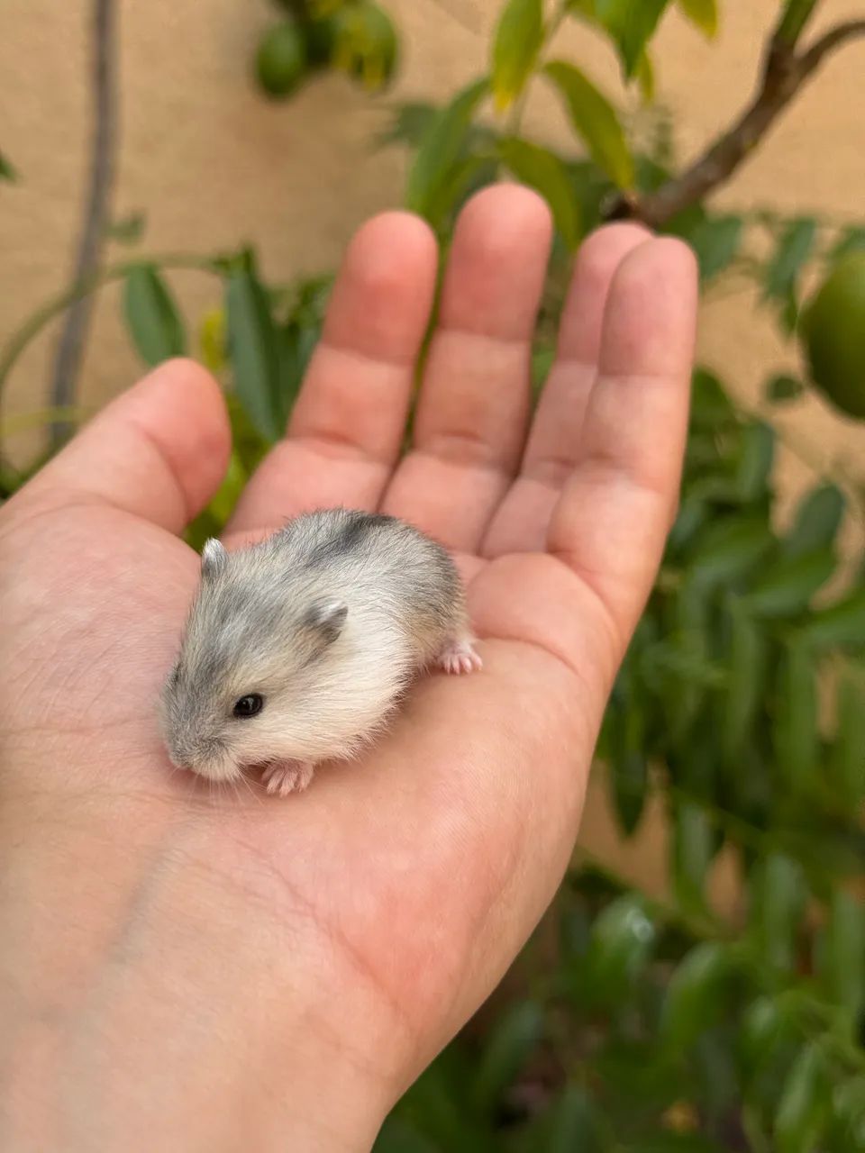 Hamster  - Foto 3