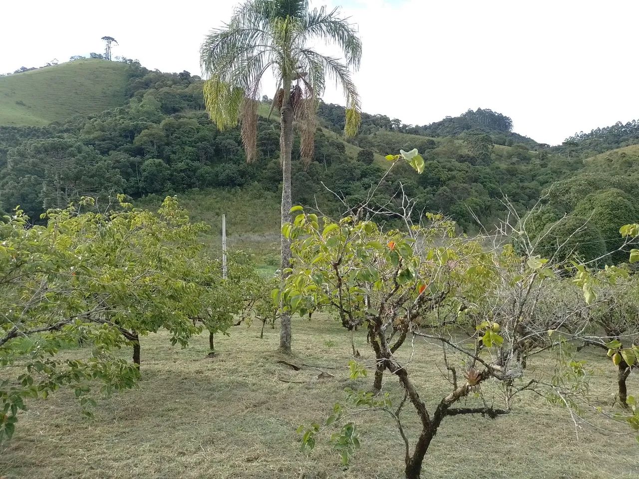 Foto - Taubaté - Vila Marly