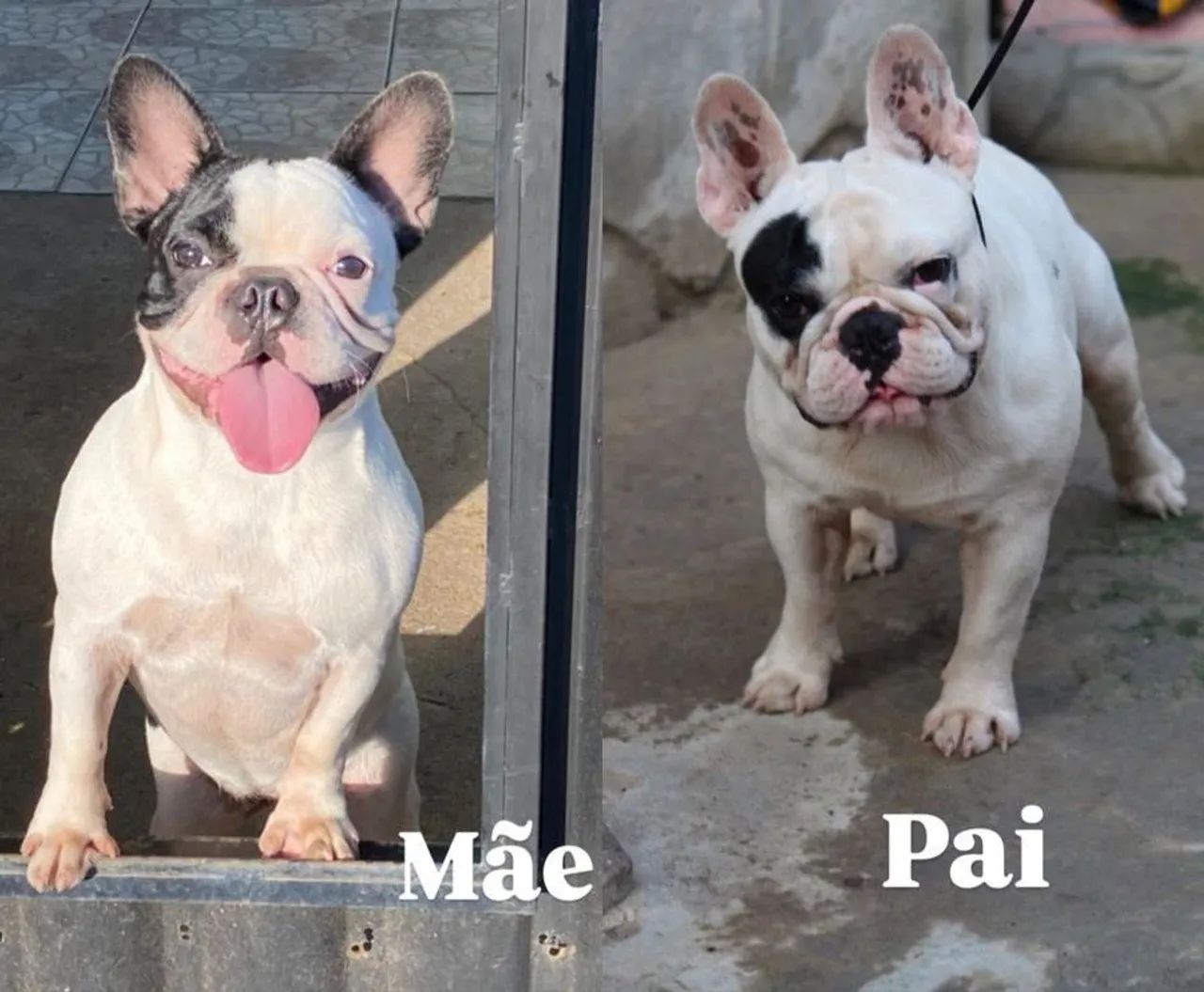 Bulldog francês  - Foto 2