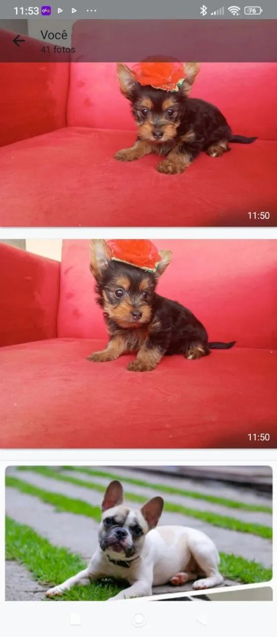 YORKSHIRE MICRO PROMOÇÃO PEDIGREE CBKC FÊMEA  - Foto 5