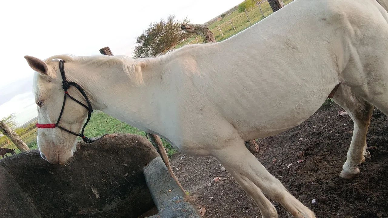Cavalo - Foto 3