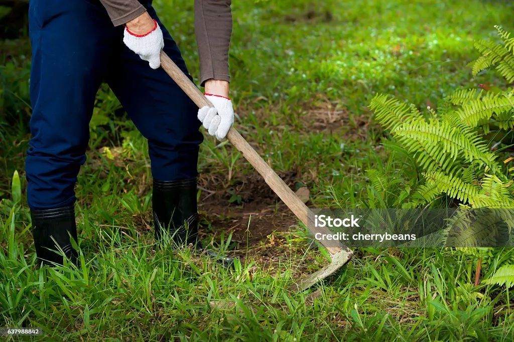 Serviço de capina  - Foto 2