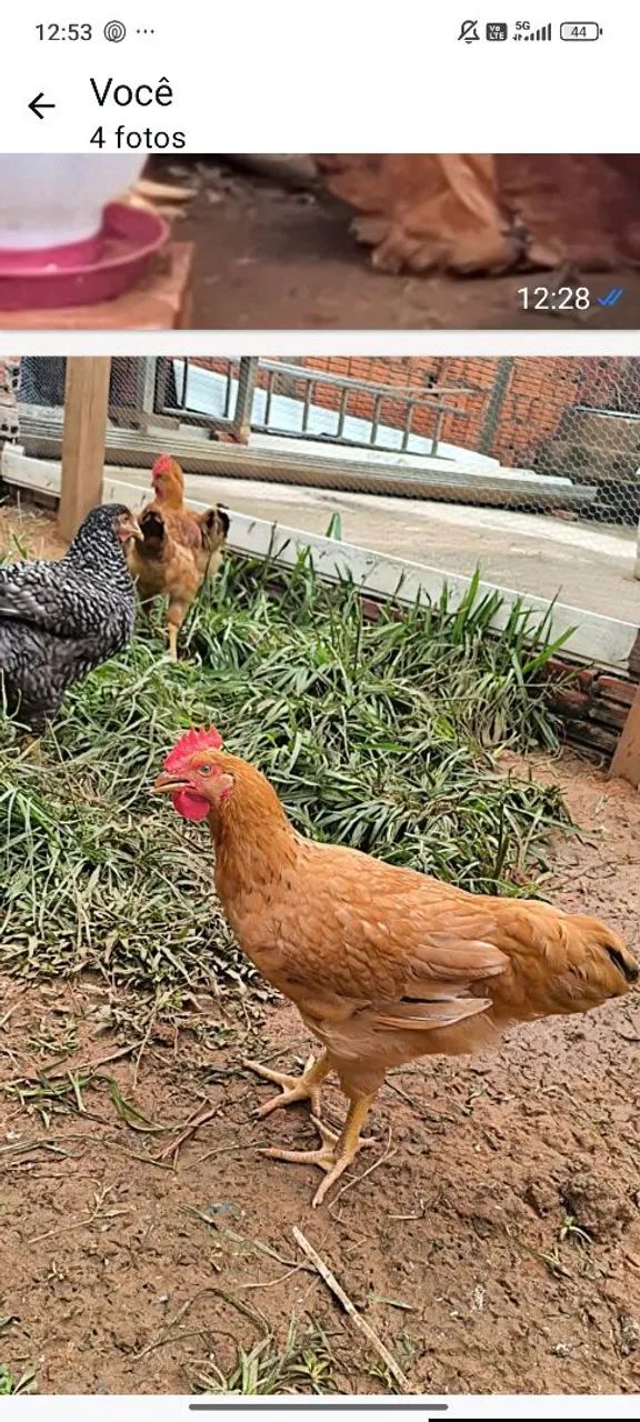 Venda de galinhas caipira e frango - Foto 2