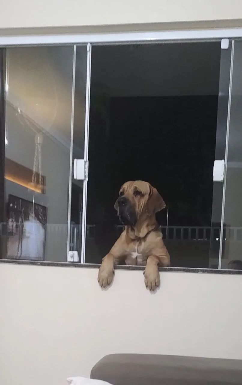 Fila brasileiro 